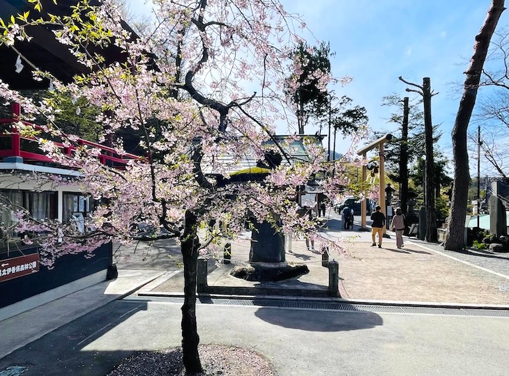 伊香保神社の春に咲く桜